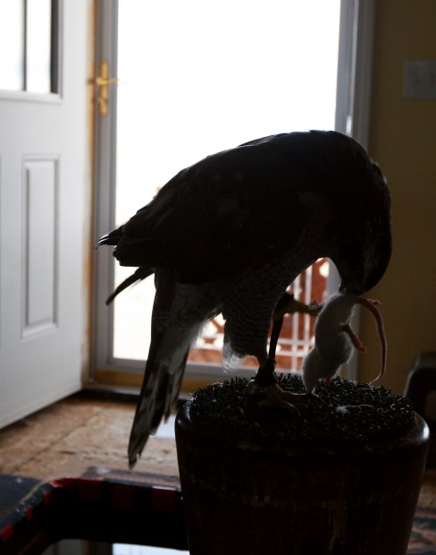 Falconry